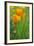 California Golden Poppies in a Green Field-John Alves-Framed Photographic Print