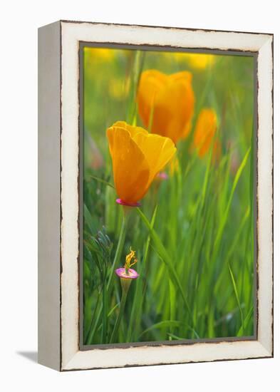 California Golden Poppies in a Green Field-John Alves-Framed Premier Image Canvas