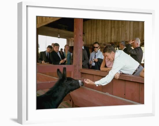 California Governor Candidate Ronald Reagan Petting Donkey, While on the Campaign Trail-Bill Ray-Framed Photographic Print