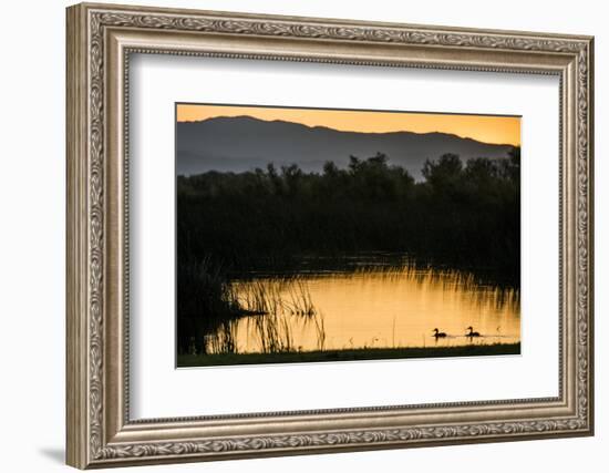 California, Gray Lodge Waterfowl Management Area, at Butte Sink-Alison Jones-Framed Photographic Print