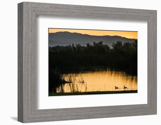 California, Gray Lodge Waterfowl Management Area, at Butte Sink-Alison Jones-Framed Photographic Print