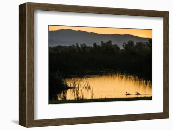 California, Gray Lodge Waterfowl Management Area, at Butte Sink-Alison Jones-Framed Photographic Print