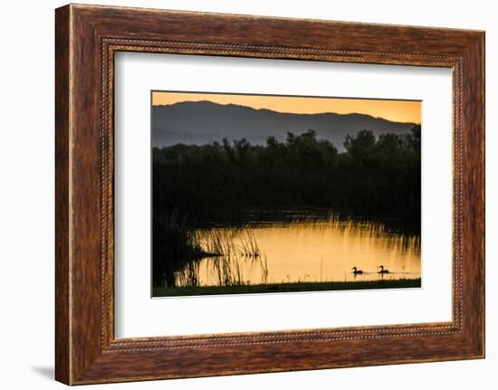 California, Gray Lodge Waterfowl Management Area, at Butte Sink-Alison Jones-Framed Photographic Print