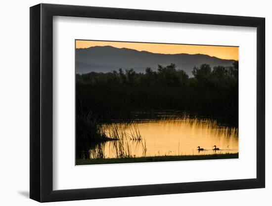 California, Gray Lodge Waterfowl Management Area, at Butte Sink-Alison Jones-Framed Photographic Print