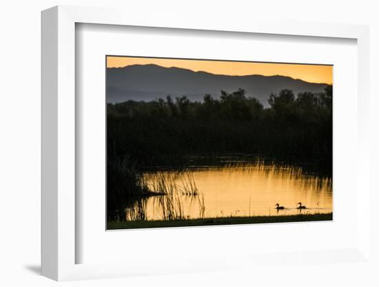 California, Gray Lodge Waterfowl Management Area, at Butte Sink-Alison Jones-Framed Photographic Print