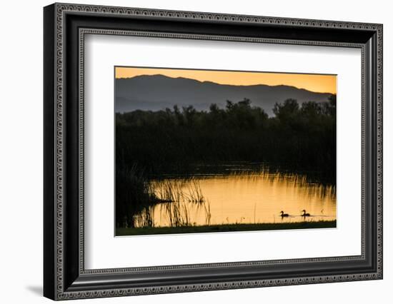 California, Gray Lodge Waterfowl Management Area, at Butte Sink-Alison Jones-Framed Photographic Print