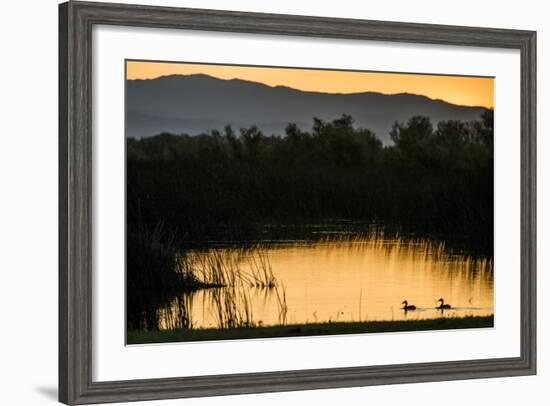 California, Gray Lodge Waterfowl Management Area, at Butte Sink-Alison Jones-Framed Photographic Print