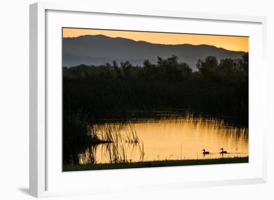 California, Gray Lodge Waterfowl Management Area, at Butte Sink-Alison Jones-Framed Photographic Print