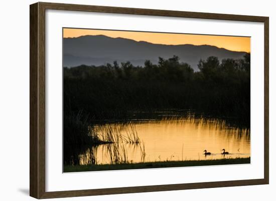 California, Gray Lodge Waterfowl Management Area, at Butte Sink-Alison Jones-Framed Photographic Print