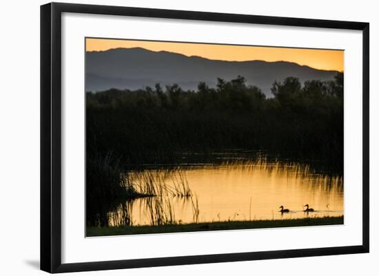 California, Gray Lodge Waterfowl Management Area, at Butte Sink-Alison Jones-Framed Photographic Print