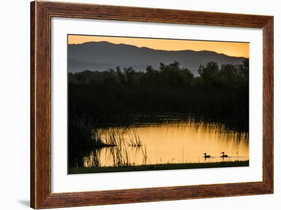 California, Gray Lodge Waterfowl Management Area, at Butte Sink-Alison Jones-Framed Photographic Print