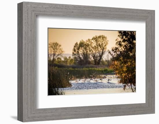 California, Gray Lodge Waterfowl Management Area, at Butte Sink-Alison Jones-Framed Photographic Print