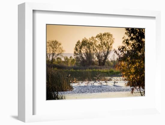 California, Gray Lodge Waterfowl Management Area, at Butte Sink-Alison Jones-Framed Photographic Print