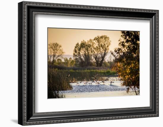 California, Gray Lodge Waterfowl Management Area, at Butte Sink-Alison Jones-Framed Photographic Print