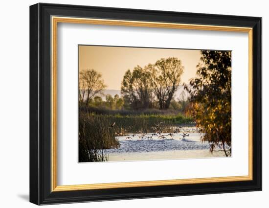 California, Gray Lodge Waterfowl Management Area, at Butte Sink-Alison Jones-Framed Photographic Print