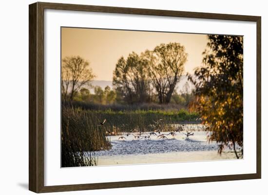 California, Gray Lodge Waterfowl Management Area, at Butte Sink-Alison Jones-Framed Photographic Print