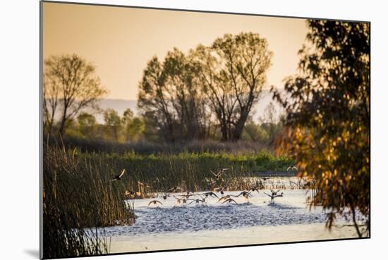 California, Gray Lodge Waterfowl Management Area, at Butte Sink-Alison Jones-Mounted Photographic Print