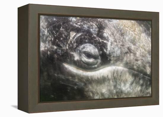 California Gray Whale (Eschrichtius Robustus) Approaching Zodiac Underwater in Magdalena Bay-Michael Nolan-Framed Premier Image Canvas