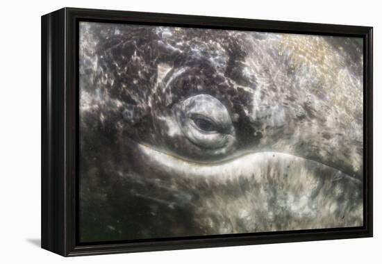 California Gray Whale (Eschrichtius Robustus) Approaching Zodiac Underwater in Magdalena Bay-Michael Nolan-Framed Premier Image Canvas