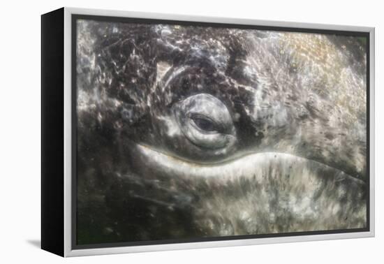 California Gray Whale (Eschrichtius Robustus) Approaching Zodiac Underwater in Magdalena Bay-Michael Nolan-Framed Premier Image Canvas