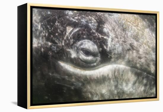 California Gray Whale (Eschrichtius Robustus) Approaching Zodiac Underwater in Magdalena Bay-Michael Nolan-Framed Premier Image Canvas