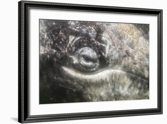 California Gray Whale (Eschrichtius Robustus) Approaching Zodiac Underwater in Magdalena Bay-Michael Nolan-Framed Photographic Print