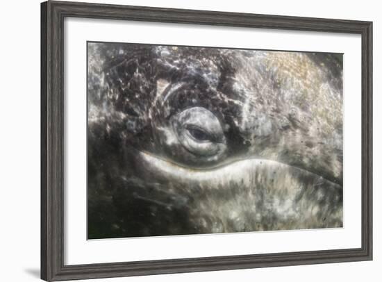 California Gray Whale (Eschrichtius Robustus) Approaching Zodiac Underwater in Magdalena Bay-Michael Nolan-Framed Photographic Print