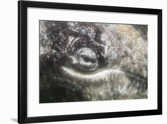 California Gray Whale (Eschrichtius Robustus) Approaching Zodiac Underwater in Magdalena Bay-Michael Nolan-Framed Photographic Print