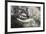 California Gray Whale (Eschrichtius Robustus) Approaching Zodiac Underwater in Magdalena Bay-Michael Nolan-Framed Photographic Print