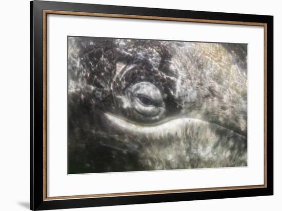 California Gray Whale (Eschrichtius Robustus) Approaching Zodiac Underwater in Magdalena Bay-Michael Nolan-Framed Photographic Print