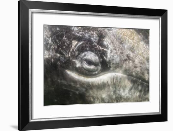 California Gray Whale (Eschrichtius Robustus) Approaching Zodiac Underwater in Magdalena Bay-Michael Nolan-Framed Photographic Print