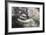 California Gray Whale (Eschrichtius Robustus) Approaching Zodiac Underwater in Magdalena Bay-Michael Nolan-Framed Photographic Print