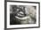 California Gray Whale (Eschrichtius Robustus) Approaching Zodiac Underwater in Magdalena Bay-Michael Nolan-Framed Photographic Print