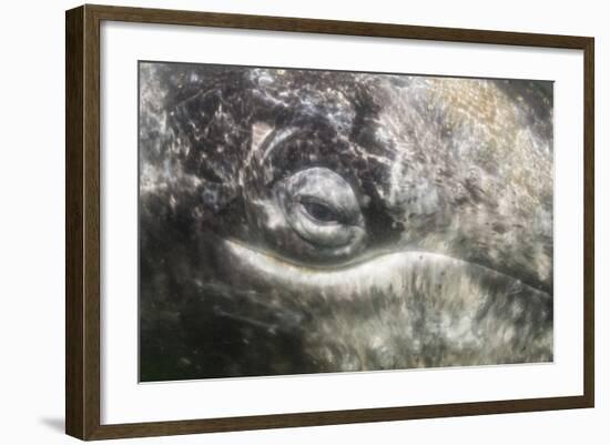 California Gray Whale (Eschrichtius Robustus) Approaching Zodiac Underwater in Magdalena Bay-Michael Nolan-Framed Photographic Print