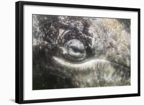 California Gray Whale (Eschrichtius Robustus) Approaching Zodiac Underwater in Magdalena Bay-Michael Nolan-Framed Photographic Print