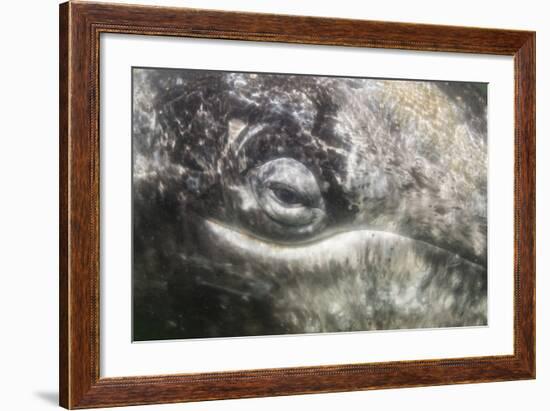 California Gray Whale (Eschrichtius Robustus) Approaching Zodiac Underwater in Magdalena Bay-Michael Nolan-Framed Photographic Print