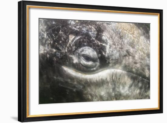 California Gray Whale (Eschrichtius Robustus) Approaching Zodiac Underwater in Magdalena Bay-Michael Nolan-Framed Photographic Print