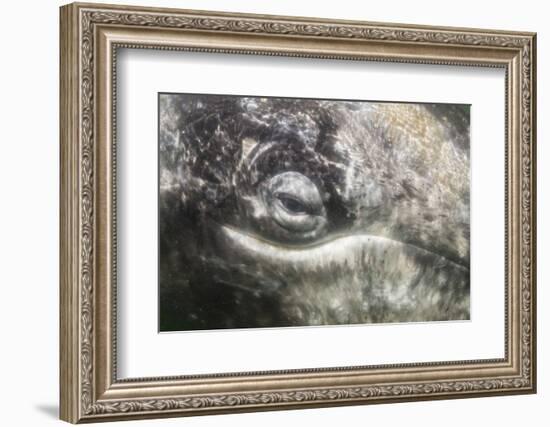 California Gray Whale (Eschrichtius Robustus) Approaching Zodiac Underwater in Magdalena Bay-Michael Nolan-Framed Photographic Print