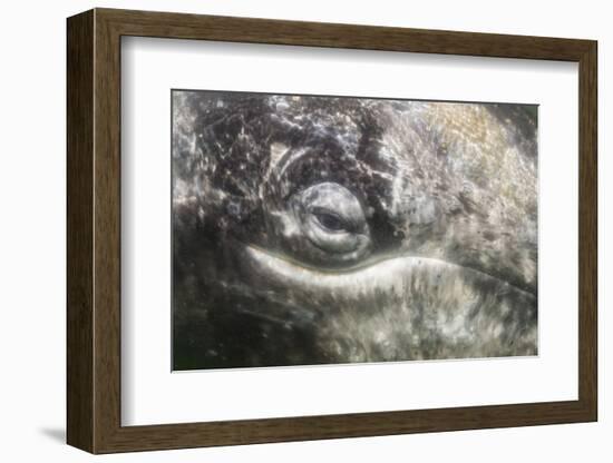 California Gray Whale (Eschrichtius Robustus) Approaching Zodiac Underwater in Magdalena Bay-Michael Nolan-Framed Photographic Print