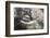 California Gray Whale (Eschrichtius Robustus) Approaching Zodiac Underwater in Magdalena Bay-Michael Nolan-Framed Photographic Print