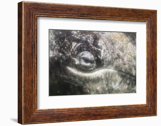 California Gray Whale (Eschrichtius Robustus) Approaching Zodiac Underwater in Magdalena Bay-Michael Nolan-Framed Photographic Print