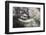 California Gray Whale (Eschrichtius Robustus) Approaching Zodiac Underwater in Magdalena Bay-Michael Nolan-Framed Photographic Print