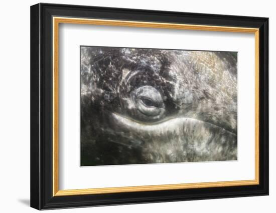 California Gray Whale (Eschrichtius Robustus) Approaching Zodiac Underwater in Magdalena Bay-Michael Nolan-Framed Photographic Print