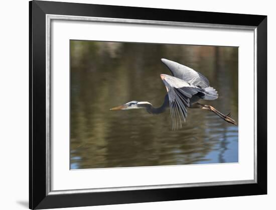 California. Great Blue Heron Flying over Lake-Jaynes Gallery-Framed Photographic Print