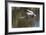 California. Great Blue Heron Flying over Lake-Jaynes Gallery-Framed Photographic Print