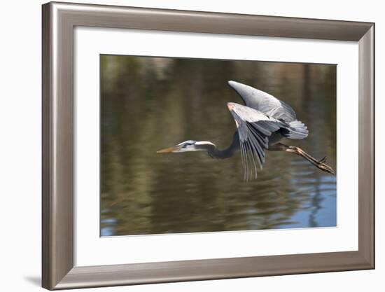 California. Great Blue Heron Flying over Lake-Jaynes Gallery-Framed Photographic Print