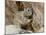 California Ground Squirrel (Citellus Beecheyi), Joshua Tree National Park, California, USA-null-Mounted Photographic Print