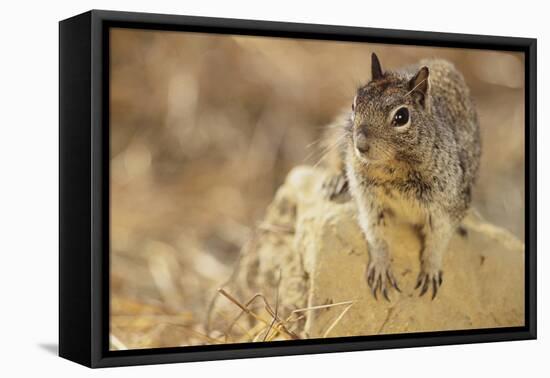 California Ground Squirrel-DLILLC-Framed Premier Image Canvas