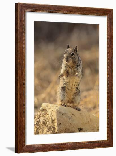 California Ground Squirrel-DLILLC-Framed Photographic Print