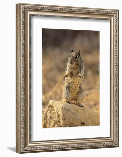 California Ground Squirrel-DLILLC-Framed Photographic Print